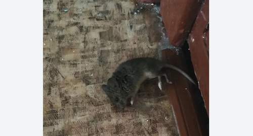 Дезинфекция от мышей в Петровск-Забайкальском