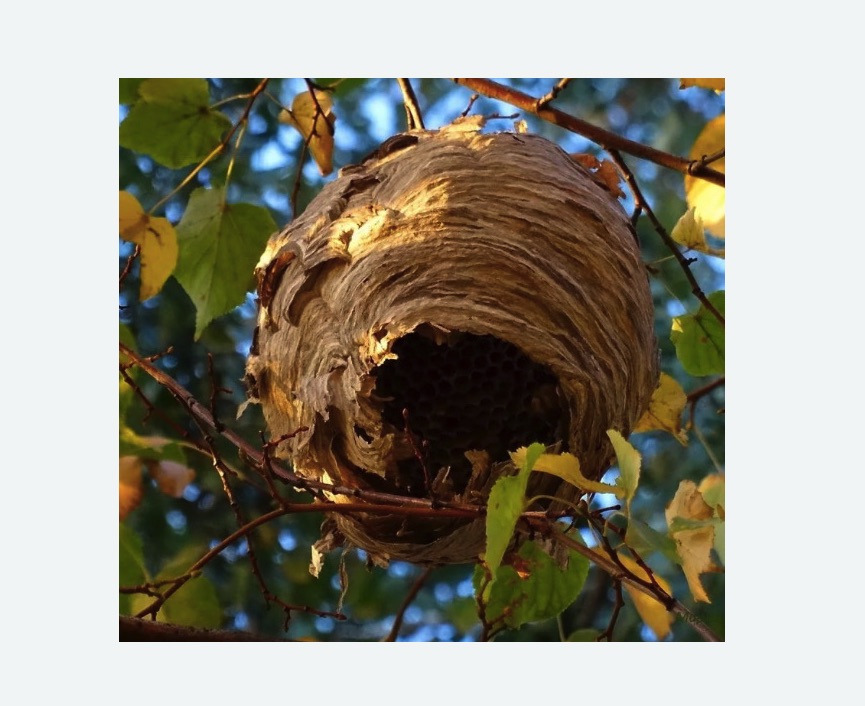 Обработка от шершней в Петровск-Забайкальском