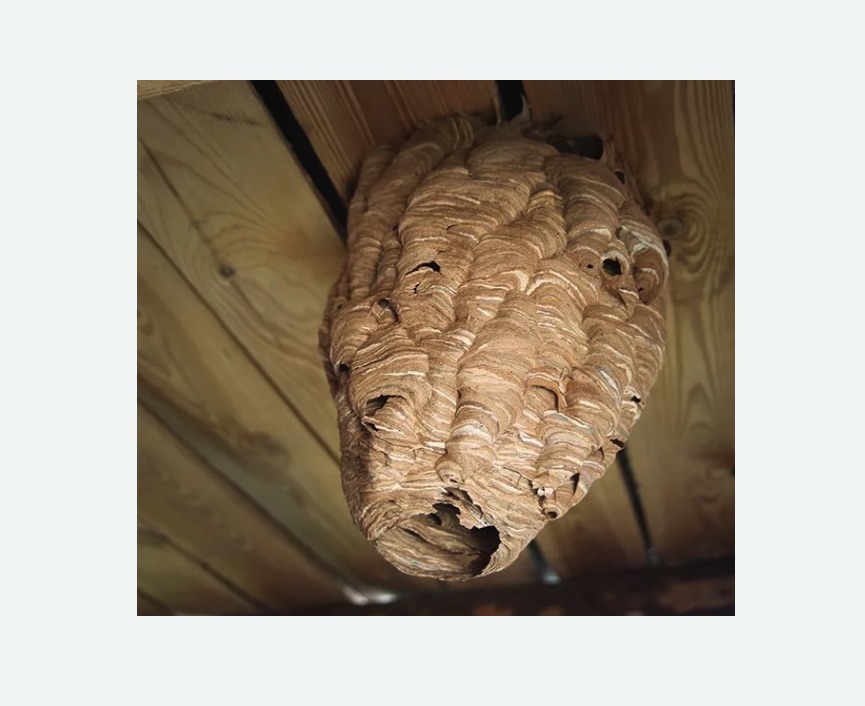 обработка от шершней в Петровск-Забайкальском