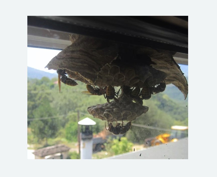 Уничтожение гнёзд шершней в Петровск-Забайкальском