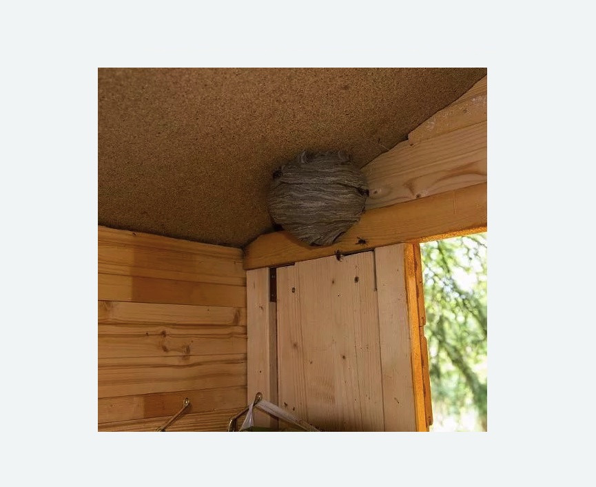 Обработка от ос в Петровск-Забайкальском Обработка от ос