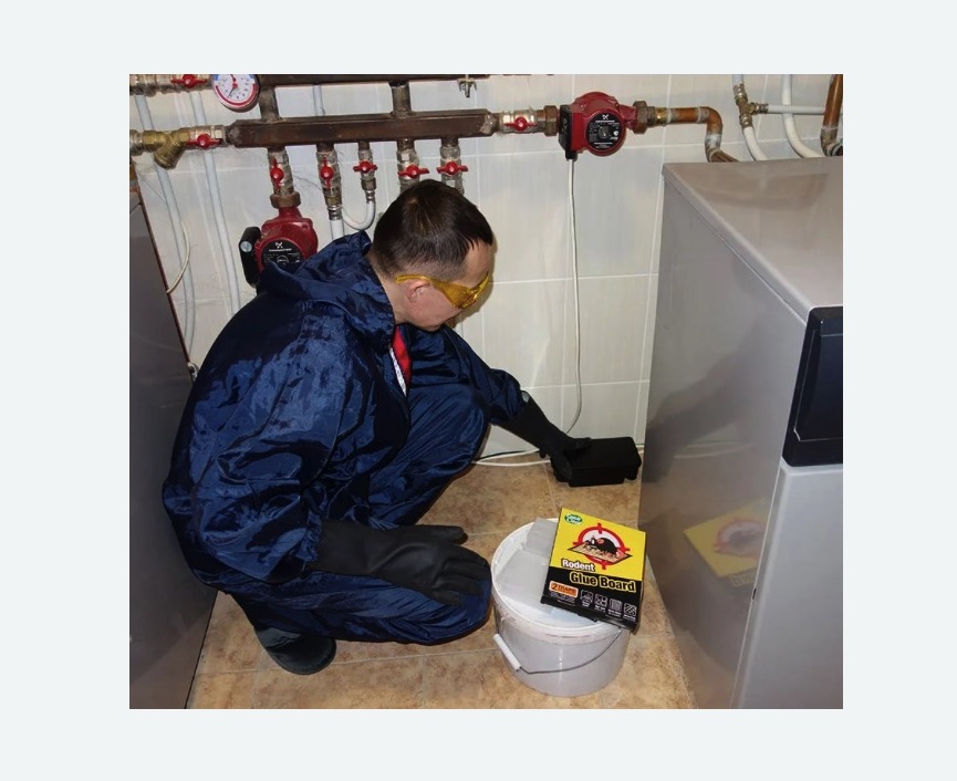 Уничтожение крыс Уничтожение крыс в Петровск-Забайкальском