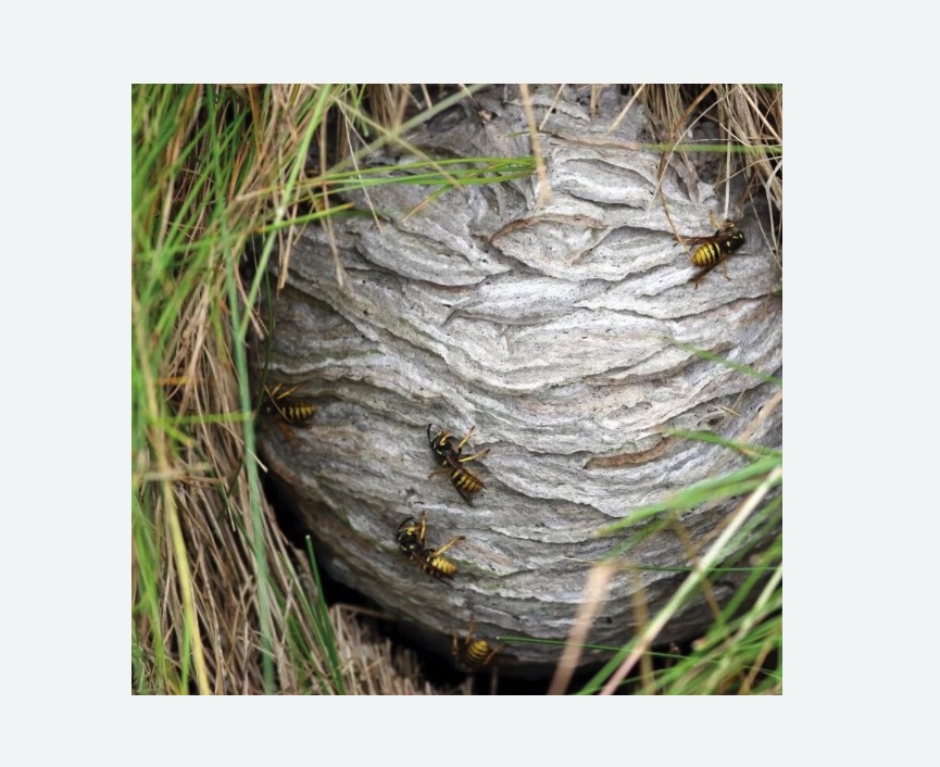 Уничтожение ос и ульев Уничтожение ос и ульев в Петровск-Забайкальском
