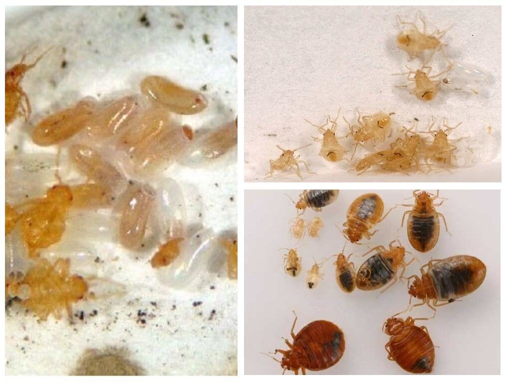 личинки бельевых клопов личинки клопов